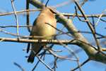 Cedar Waxwing