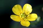 Swamp / Marsh Buttercup