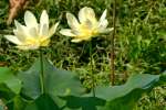 American Lotus / Yellow Lotus-lily 