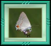 Hairstreak Butterfly