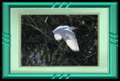 Egret in flight - shadow on wing