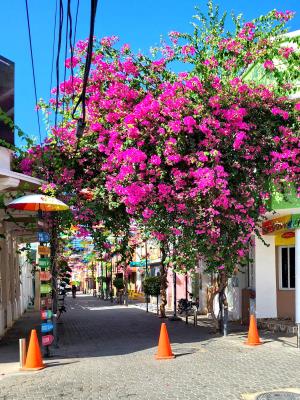 Umbrella Street