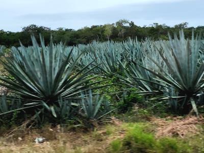 Agave sisalana - Green Gold