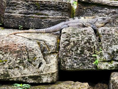 Palenque World Heritage Site